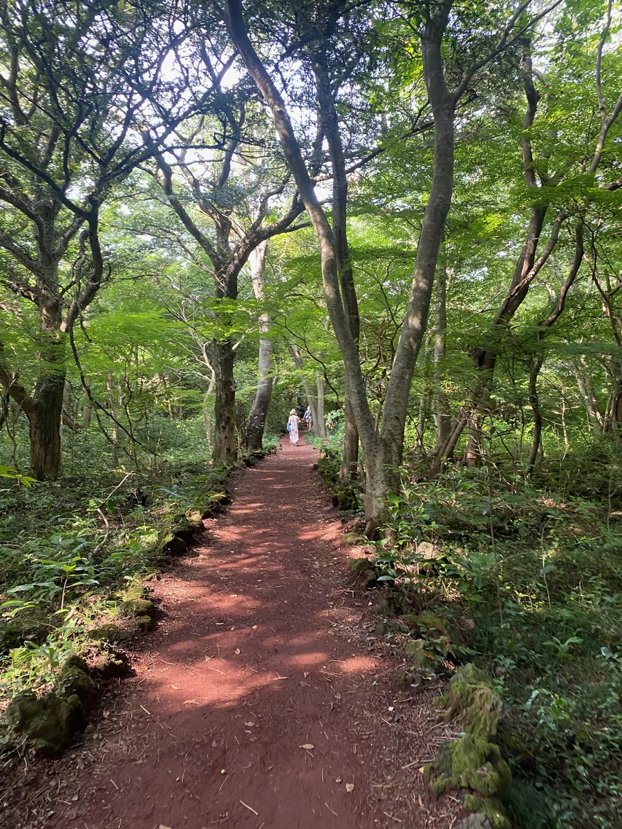 The red-soil walking path beneath old nutmeg trees inside Bijarim Forest on Jeju Island