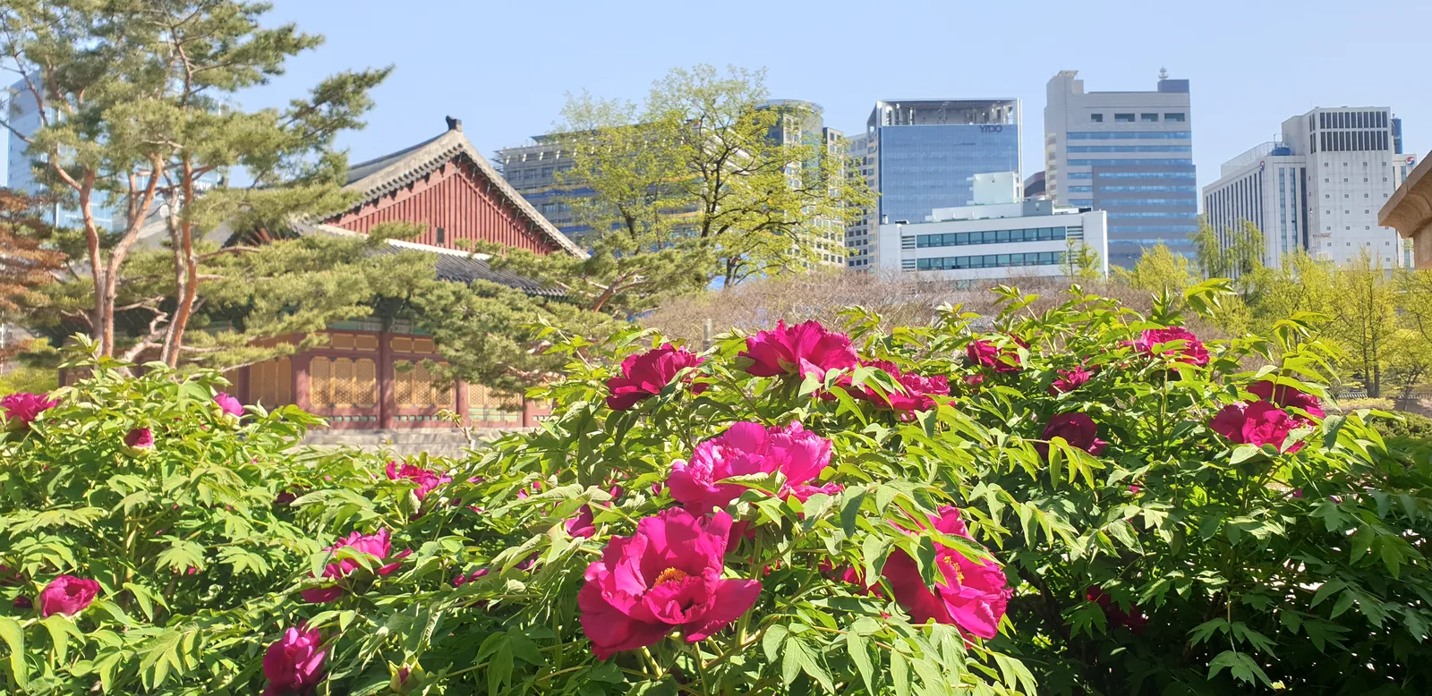 Spring peonies, a traditional palace hall and the City Hall skyline inside Deoksugung Palace