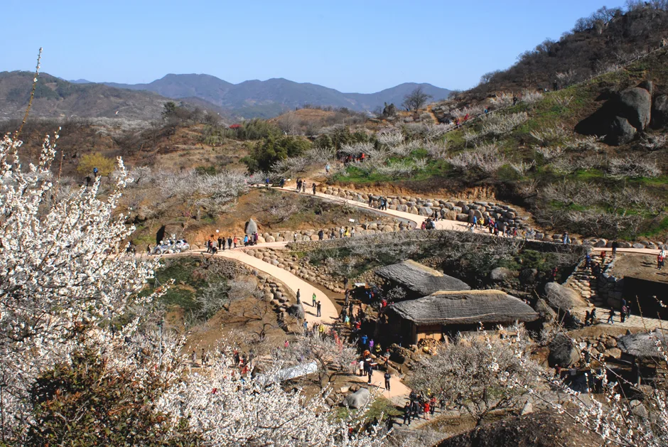 Plum-blossom hillsides and walking paths during spring in Gwangyang Maehwa Village
