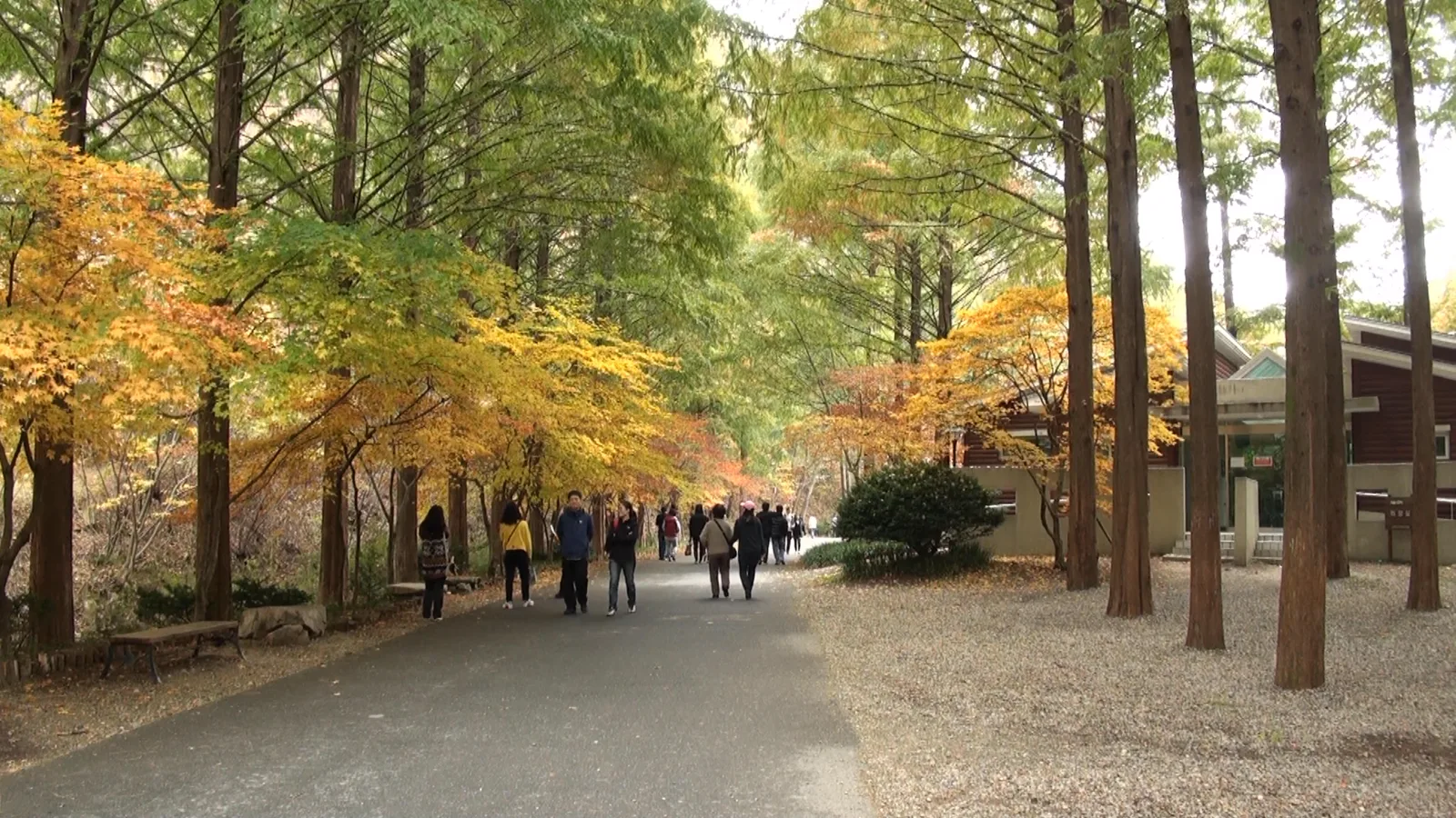 The tall metasequoia-lined walking path inside Jangtaesan Recreational Forest in Daejeon