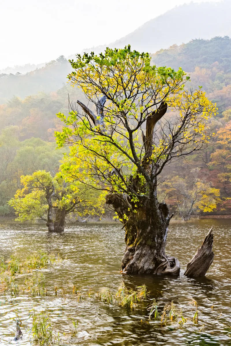 Old willow trees standing in the calm water of Jusanji Reservoir in Cheongsong