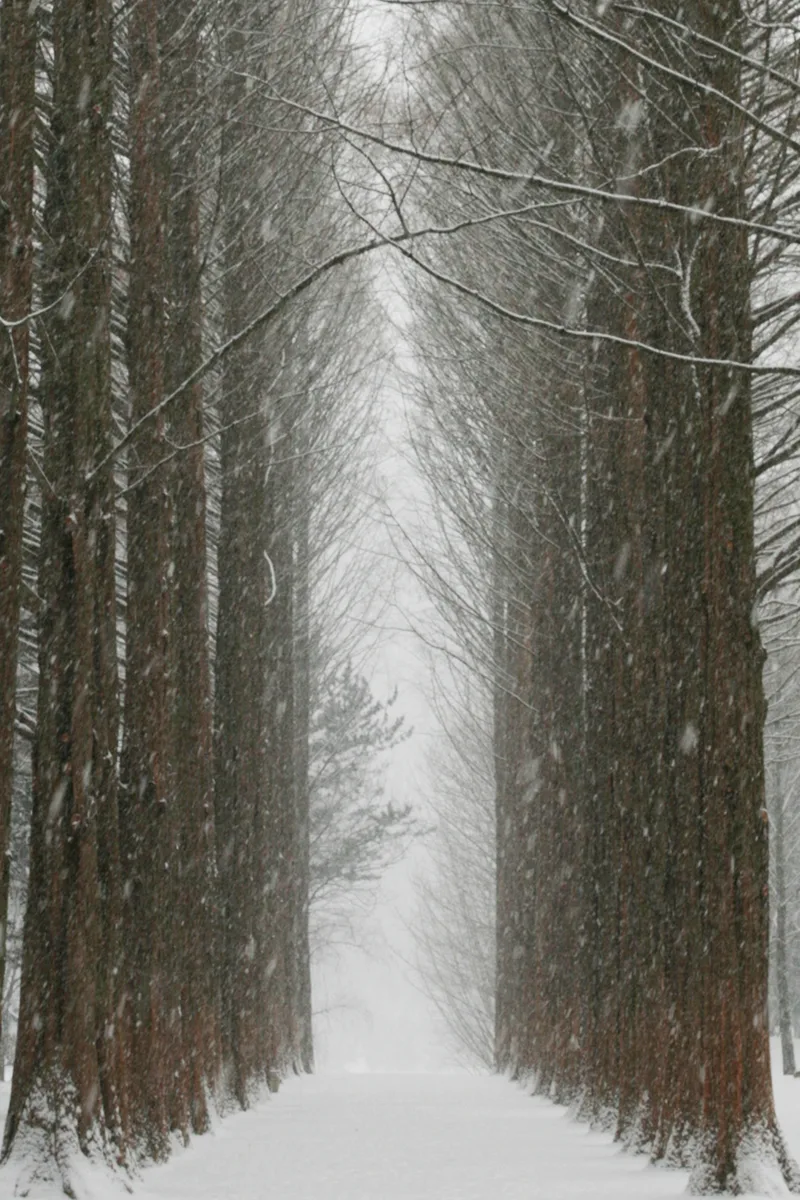 A snow-covered metasequoia-lined path on Nami Island during winter
