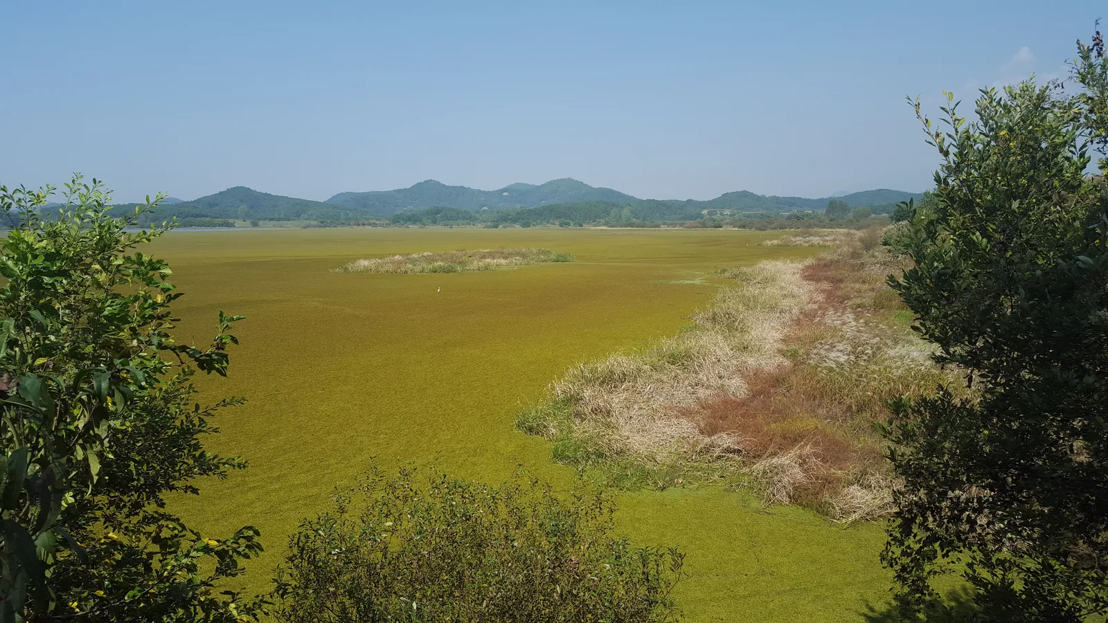 Autumn wetlands and reed-lined water channels across Upo Wetland in Changnyeong