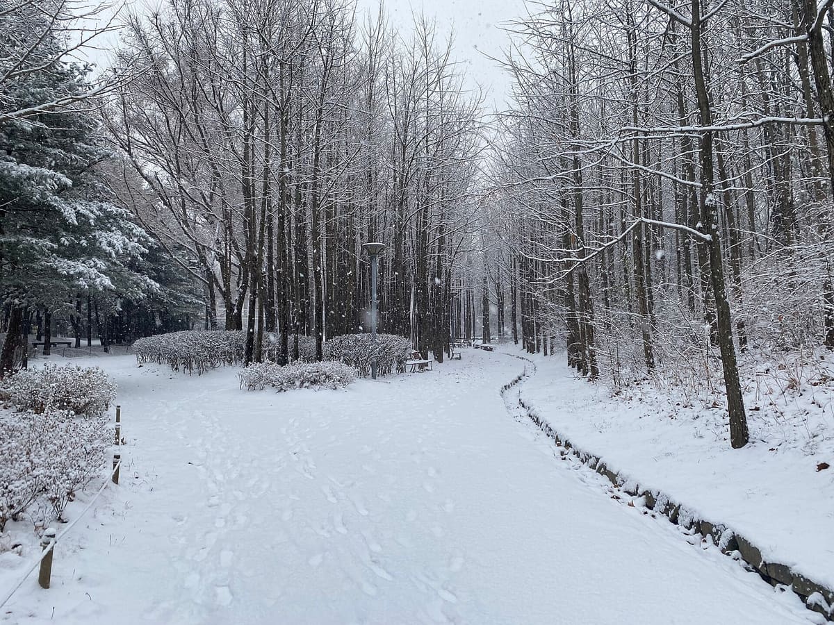 Seoul Forest — Snowy Seoul Forest