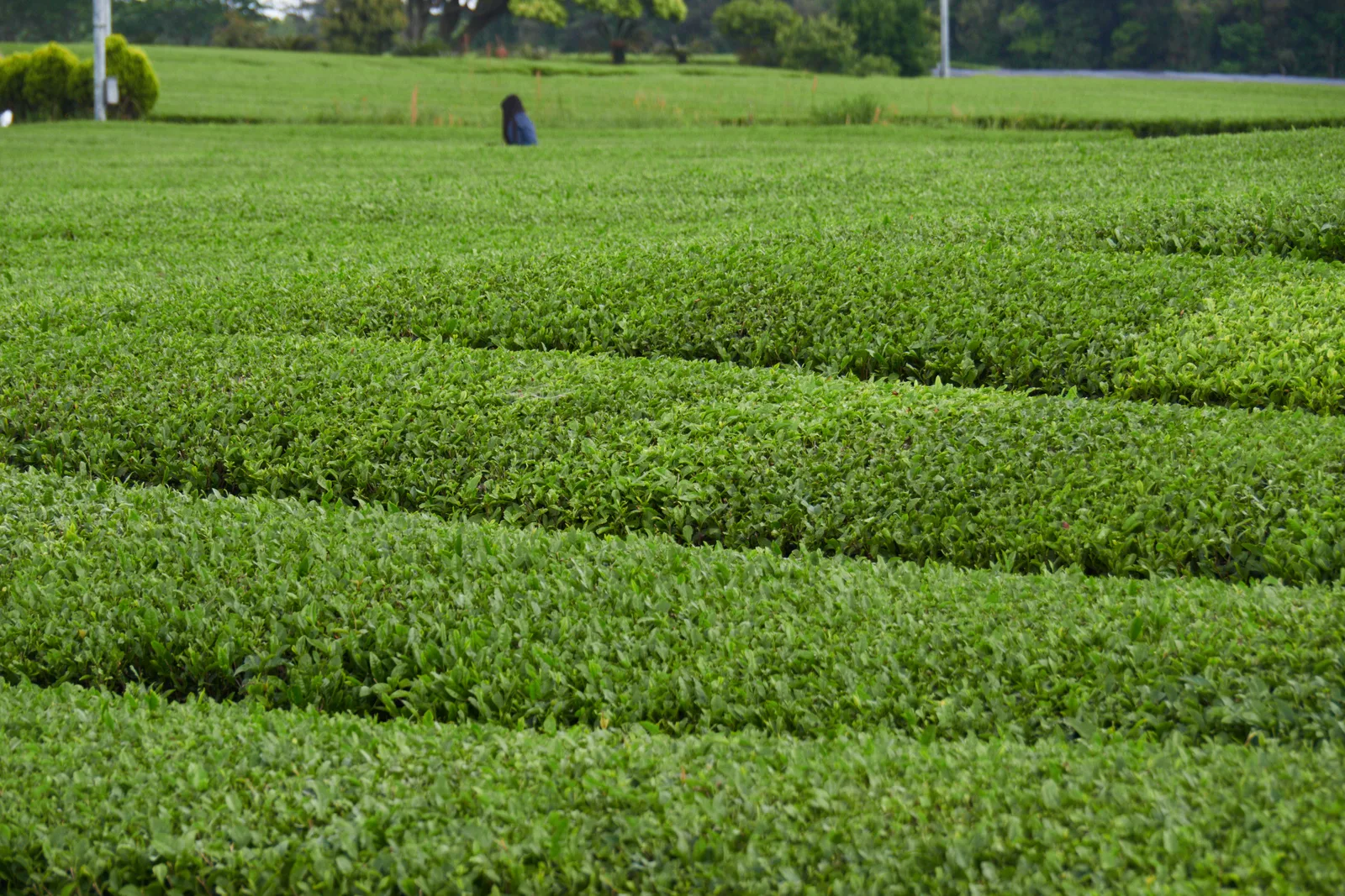 Dense rows of green tea plants and a field worker on the grounds of OSULLOC Tea Museum in Jeju